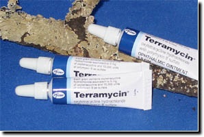 Terramycin Eye ointment - antibiotic opthamalogical cream - Helps with one eye colds - Glamorous Gouldians